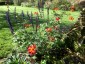 Dahlia coccinea var. palmeri - small image 3