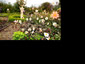 Dahlia ex 'Twynings After Eight' - small image 3