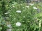 Daucus carota - small image 3