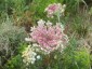 Daucus carota 'Dara' - small image 3