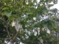 Davidia involucrata AGM - small image 3