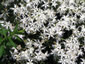 Dianthus arenarius nanus 'Little Maiden' - small image 3