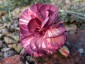 Dianthus 'Chomley Ferran' - small image 3