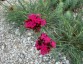 Dianthus cruentus - small image 3