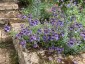 Diascia 'Blue Bonnet' - small image 3