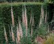 Digitalis ferruginea 'Gigantea' AGM - small image 3