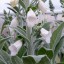 Digitalis heywoodii 'Silver Fox' - small image 3