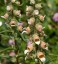 Digitalis lanata - small image 3
