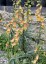 Digitalis obscura AGM - small image 3