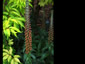 Digitalis parviflora 'Milk Chocolate' AGM - small image 3