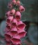 Digitalis x mertonensis AGM - small image 3