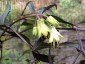 Disporum cantoniense ex 'Night Heron' - small image 3