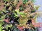 Dryopteris erythrosora AGM - small image 3
