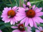 Echinacea purpurea 'Magnus Superior' AGM - small image 3