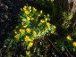 Eranthis hyemalis - small image 3