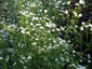 Erigeron annuus - small image 3