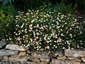 Erigeron karvinskianus - small image 3