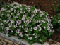 Erodium pelargoniflorum - small image 3