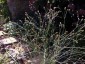 Eryngium ebracteatum - small image 3
