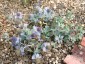 Eryngium maritimum - small image 3