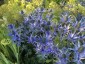 Eryngium x zabellii - small image 3