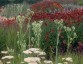 Eryngium yuccifolium - small image 3