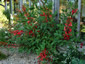 Erythrina crista-galli - small image 3