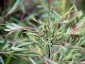 Eucalyptus nicholii - small image 3