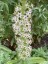 Eucomis pole-evansii - small image 3