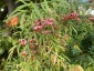 Euonymus cornutus var. quinquecornutus - small image 3