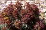Euphorbia amygdaloides 'Purpurea' - small image 3