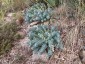 Euphorbia myrsinites - small image 3