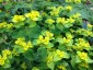 Euphorbia oblongata - small image 3