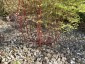 Euphorbia stricta - small image 3