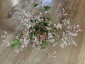 Fagopyrum dibotrys - small image 3