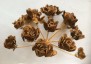 Ferula communis - small image 3