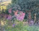 Filipendula rubra 'Venusta' AGM - small image 3