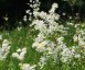 Filipendula vulgaris - small image 3