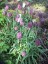 Fritillaria meleagris - small image 3