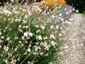 Gaura lindheimeri - small image 3