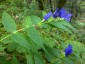 Gentiana asclepiadea - small image 3