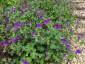 Geranium 'Bill Wallis' - small image 3