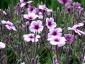 Geranium maderense - small image 3