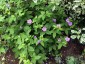 Geranium nodosum - small image 3