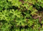Geranium orientalitibeticum - small image 3