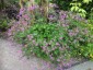 Geranium palmatum - small image 3