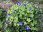 Geranium 'Rozanne' - small image 3