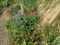 Geranium sanguineum 'Vision Violet' - small image 3