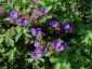 Geranium x magnificum - small image 3