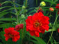Geum 'Blazing Sunset' - small image 3